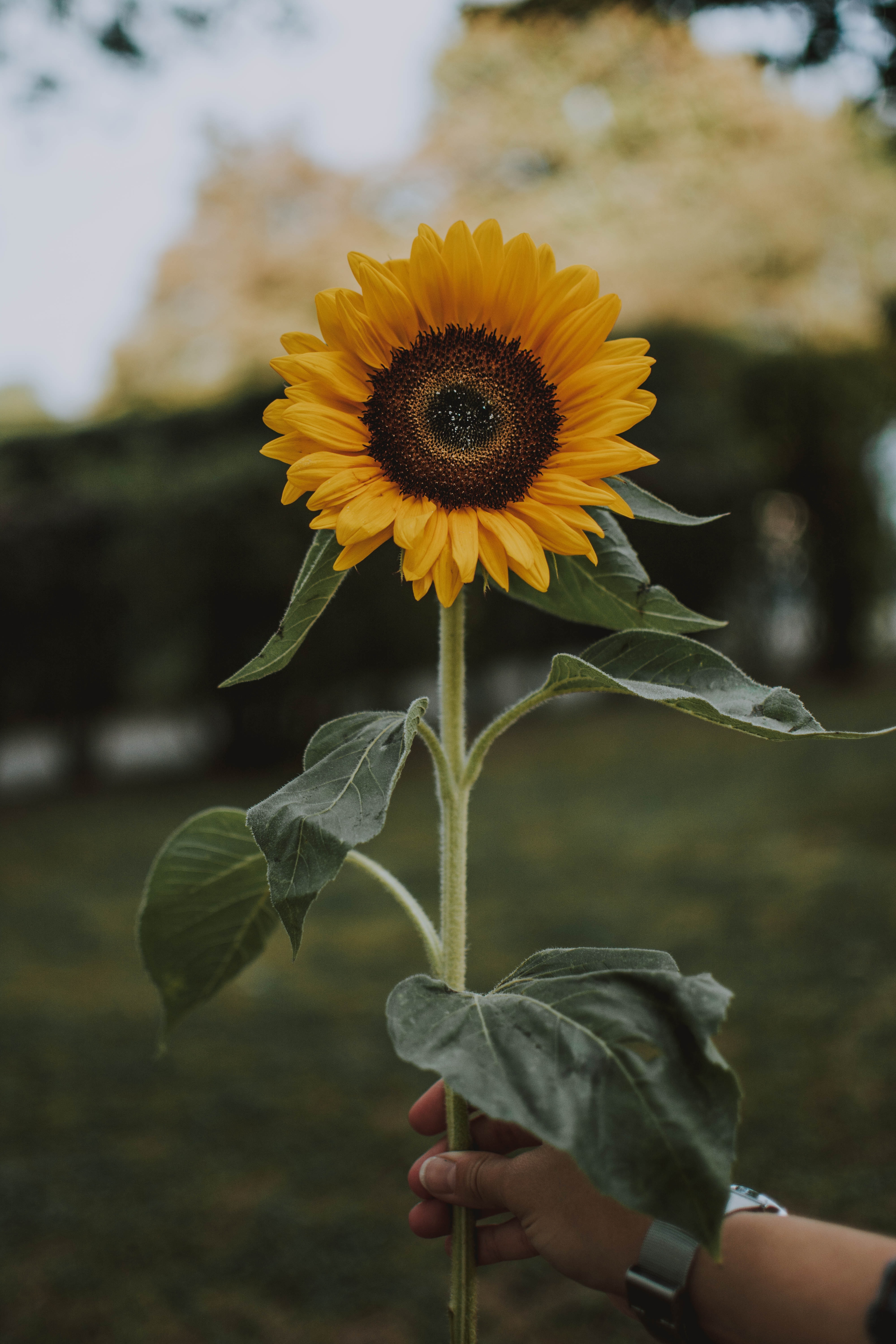 A hand holds up a bright yellow sunflower what to plant in may