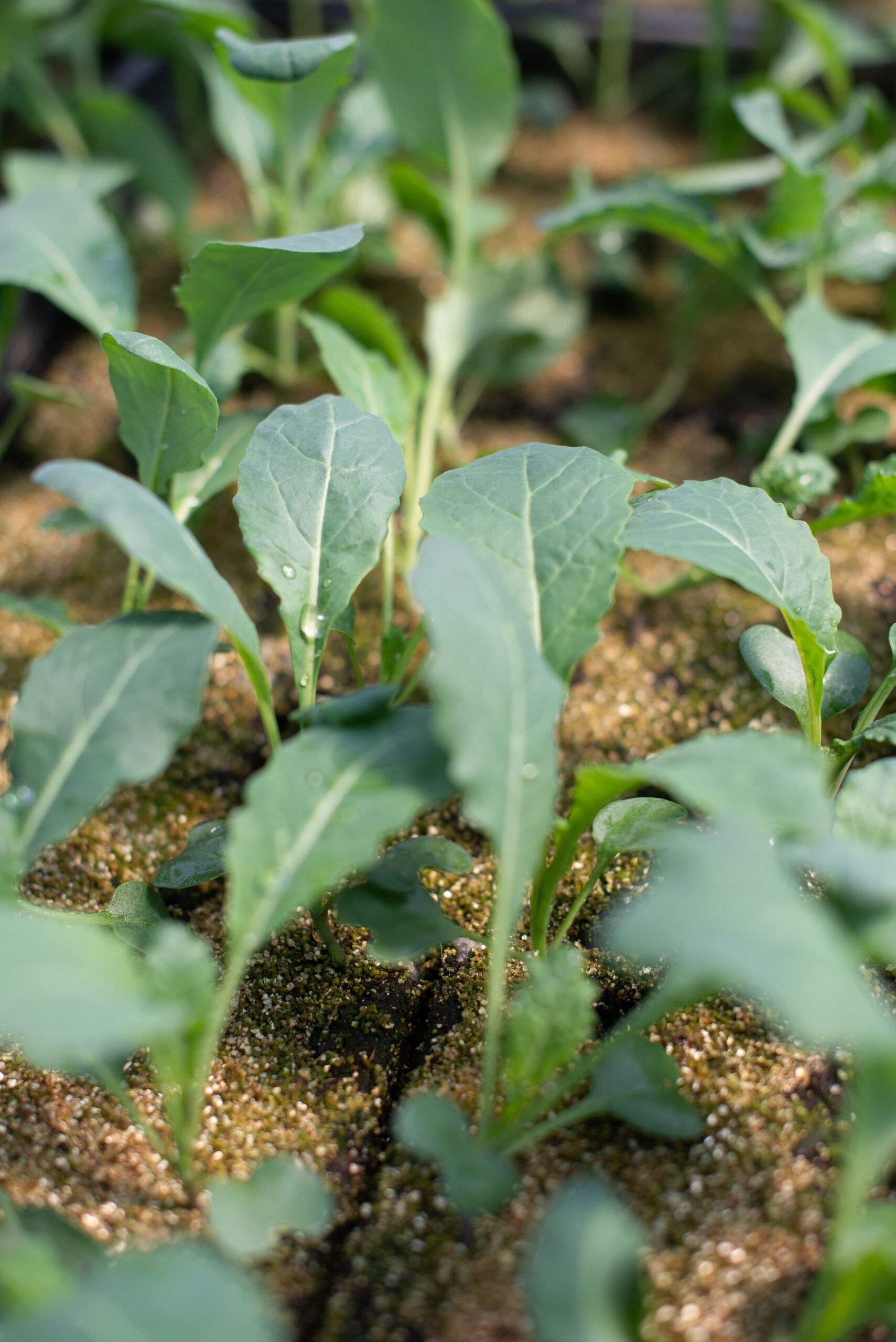 Kale seedlings growing in soil blocks what to plant in may