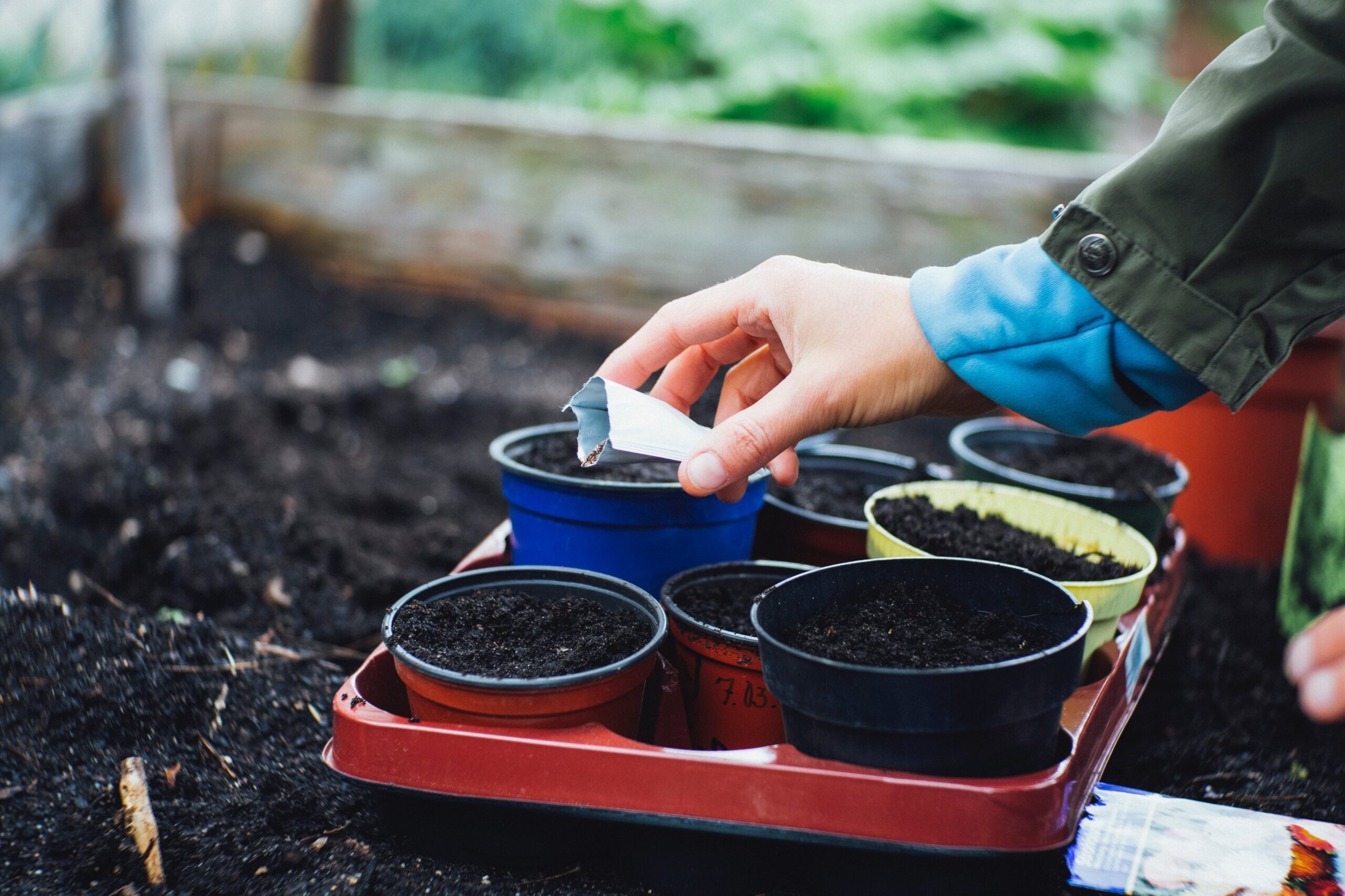 A hand sprinkles seeds over a tray full of seedling pots set in a garden bed what to plant in may