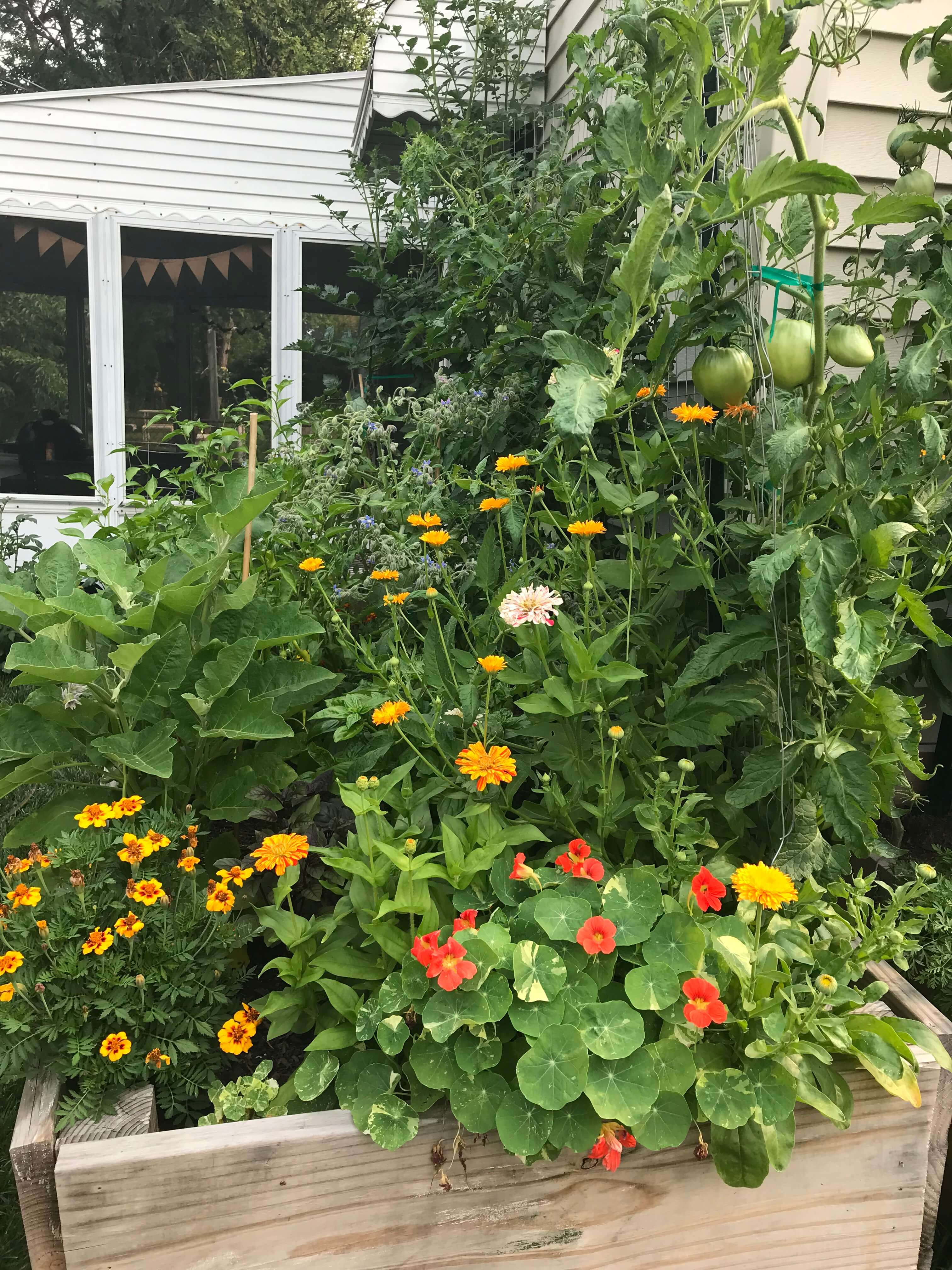 A raised wooden garden bed in full summer bloom. Zinnias, nasturtiums, and marigolds spill over the side, and you can see green tomatoes hanging above as well as an eggplant plant. In the background, bunting hangs inside a screened in porch.